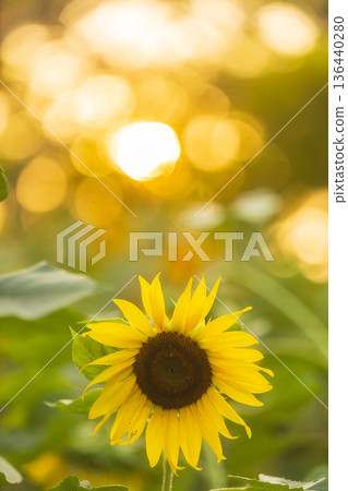 Close up Sunflower Flower of a sunflower in full bloom, with a natural warm light and bokeh background. Summer time. Close up Sunflower Flower of a sunflower in full bloom, with a natural warm light and bokeh background. Summer time. 136440280