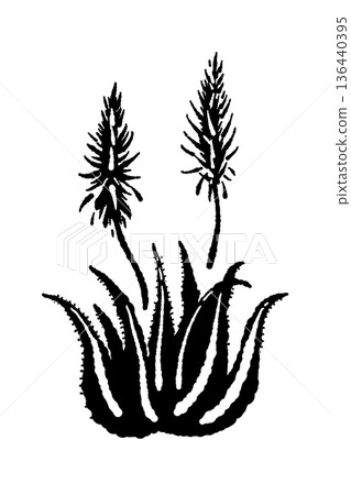盛開的蘆薈植物插圖 盛開的蘆薈植物插圖 136440395