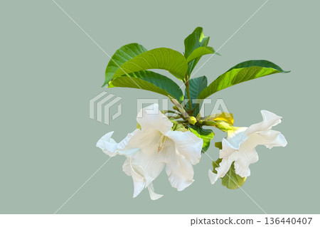 Beaumontia grandiflora or Herald Trumpet flower isolated with clipping path Beaumontia grandiflora or Herald Trumpet flower isolated with clipping path 136440407