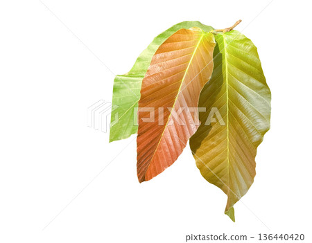 Young Dipterocarpus leaf isolated with clipping path 136440420