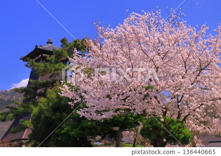 Izushi Castle Ruins (Toyooka City, Hyogo Prefecture) Cherry blossoms in full bloom in front of the Shinko Tower Izushi Castle Ruins (Toyooka City, Hyogo Prefecture) Cherry blossoms in full bloom in front of the Shinko Tower 136440665