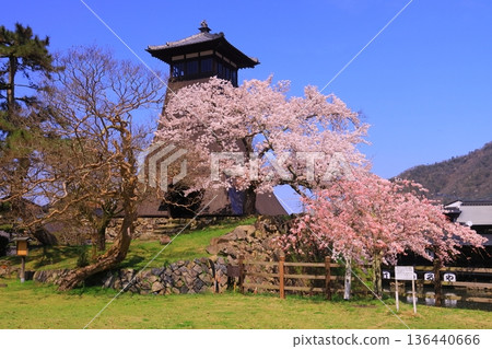 Izushi Castle Ruins (Toyooka City, Hyogo Prefecture) Cherry blossoms in full bloom in front of the Shinko Tower Izushi Castle Ruins (Toyooka City, Hyogo Prefecture) Cherry blossoms in full bloom in front of the Shinko Tower 136440666
