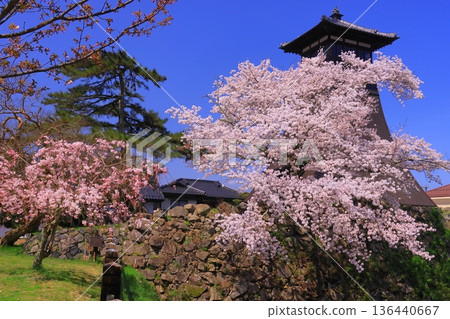 Izushi Castle Ruins (Toyooka City, Hyogo Prefecture) Cherry blossoms in full bloom in front of the Shinko Tower Izushi Castle Ruins (Toyooka City, Hyogo Prefecture) Cherry blossoms in full bloom in front of the Shinko Tower 136440667