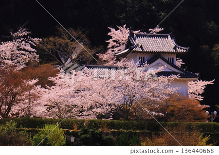 Izushi Castle Ruins (Toyooka City, Hyogo Prefecture) Cherry blossoms in full bloom in front of the western corner tower of the main castle 136440668