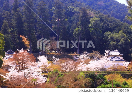 Izushi Castle Ruins (Toyooka City, Hyogo Prefecture) Cherry blossoms in full bloom in front of the western corner tower of the main castle Izushi Castle Ruins (Toyooka City, Hyogo Prefecture) Cherry blossoms in full bloom in front of the western corner tower of the main castle 136440669