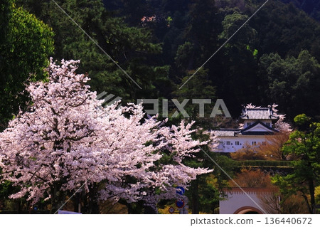 Izushi Castle Ruins (Toyooka City, Hyogo Prefecture) Cherry blossoms in full bloom in front of the western corner tower of the main castle 136440672