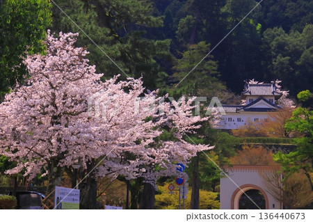 出石城遺址（兵庫縣豐岡市）主城西角樓前櫻花盛開 136440673