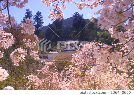 Izushi Castle Ruins (Toyooka City, Hyogo Prefecture) Cherry blossoms in full bloom in front of the western corner tower of the main castle Izushi Castle Ruins (Toyooka City, Hyogo Prefecture) Cherry blossoms in full bloom in front of the western corner tower of the main castle 136440690