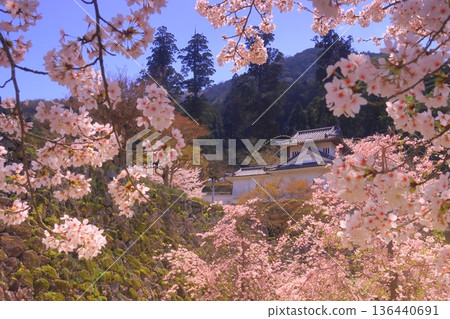 出石城遺址（兵庫縣豐岡市）主城西角樓前櫻花盛開 136440691