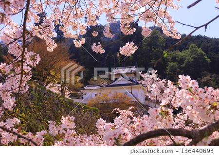 Izushi Castle Ruins (Toyooka City, Hyogo Prefecture) Cherry blossoms in full bloom in front of the western corner tower of the main castle Izushi Castle Ruins (Toyooka City, Hyogo Prefecture) Cherry blossoms in full bloom in front of the western corner tower of the main castle 136440693