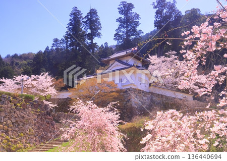 Izushi Castle Ruins (Toyooka City, Hyogo Prefecture) Cherry blossoms in full bloom in front of the western corner tower of the main castle Izushi Castle Ruins (Toyooka City, Hyogo Prefecture) Cherry blossoms in full bloom in front of the western corner tower of the main castle 136440694