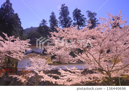 出石城遺址（兵庫縣豐岡市）－主城西角樓櫻花盛開 136440696
