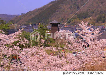 出石城遺址（兵庫縣豐岡市）從二之丸庭園看到的盛開櫻花 136440697