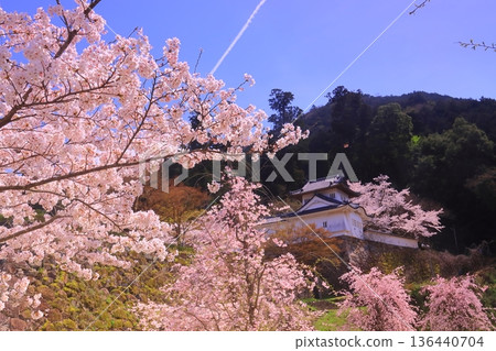 Izushi Castle Ruins (Toyooka City, Hyogo Prefecture) - Cherry blossoms in full bloom at the western corner tower of the main citadel 136440704