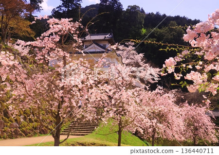 Izushi Castle Ruins (Toyooka City, Hyogo Prefecture) - Cherry blossoms in full bloom at the western corner tower of the main citadel Izushi Castle Ruins (Toyooka City, Hyogo Prefecture) - Cherry blossoms in full bloom at the western corner tower of the main citadel 136440711