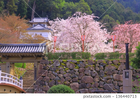 Izushi Castle Ruins (Toyooka City, Hyogo Prefecture) - Cherry blossoms in full bloom at the western corner tower of the main citadel Izushi Castle Ruins (Toyooka City, Hyogo Prefecture) - Cherry blossoms in full bloom at the western corner tower of the main citadel 136440713