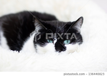 Feline snuggled in soft bedding. Relaxed black and white cat nestled in plush comfort zone 136440823