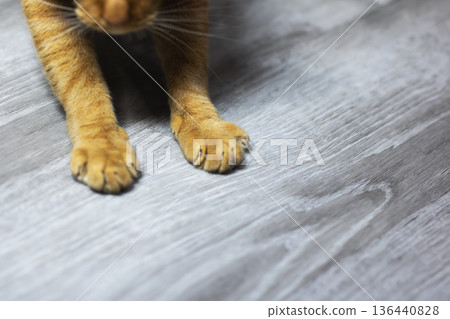Detailed shot capturing serene kitten resting on laminate flooring with warm sunlight Detailed shot capturing serene kitten resting on laminate flooring with warm sunlight 136440828