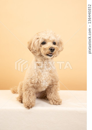 Mil-chan the Maltipoo smiling on a beige background Mil-chan the Maltipoo smiling on a beige background 136440852
