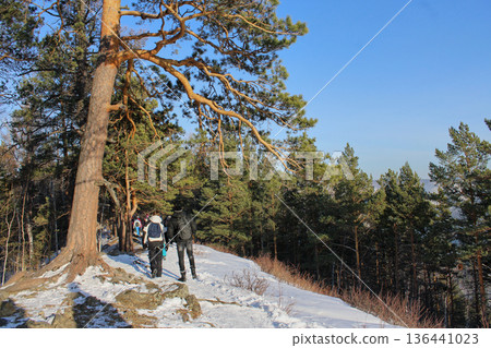 Group of people hiking a snowy forest trail in Krasnoyarsk Pillars national park. Winter outdoor activity and adventure concept. 136441023