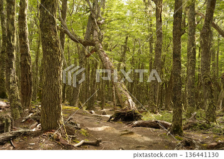 forest near ushuaia patagonia terra del fuego forest 136441130