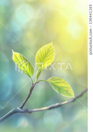 Close-up of young green leaves glowing in soft sunlight with bokeh background 136441165