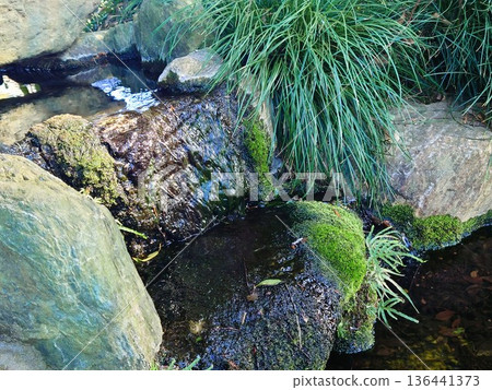 Ogawa's mossy rock 136441373