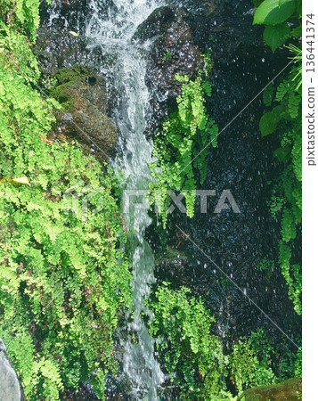 A waterfall surrounded by fresh greenery 136441374