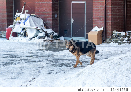 German shepherd in snowy alley. Snowy alley scene features German shepherd in cold surroundings German shepherd in snowy alley. Snowy alley scene features German shepherd in cold surroundings 136441386