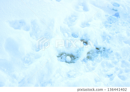 Calm snowcovered terrain displays delicate mammal tracks amidst minimalistic icy landscape Calm snowcovered terrain displays delicate mammal tracks amidst minimalistic icy landscape 136441402
