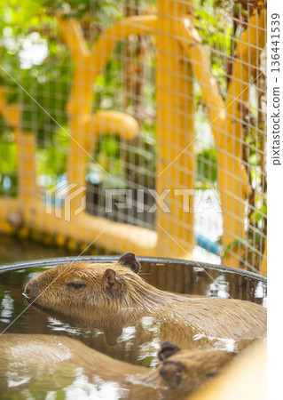 Two brown capybaras soaking in water on a calm pond evening time before sunset in the zoo 136441539