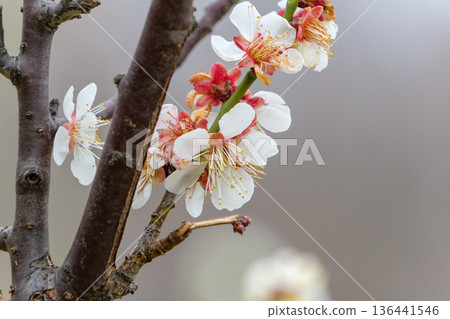 Lovely white plum blossoms blooming in a row on the branches Lovely white plum blossoms blooming in a row on the branches 136441546