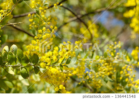 Mimosa blooming brilliantly in the sunlight 136441548