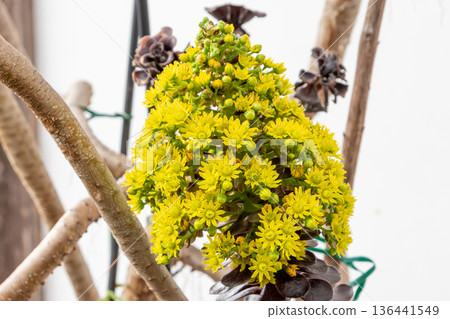 黑蓮花掌(Aeonium nigricans)開出明亮的黃色花朵 黑蓮花掌(Aeonium nigricans)開出明亮的黃色花朵 136441549