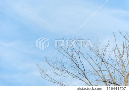 Delicate winter buds spreading out against the winter sky Delicate winter buds spreading out against the winter sky 136441707