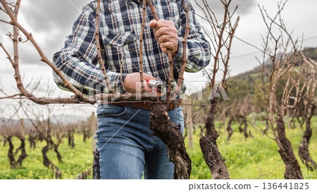 Farmer pruning the vine in winter. Agriculture. Farmer pruning the vine in winter. Agriculture. 136441825