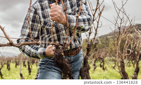 Farmer pruning the vine in winter. Agriculture. Farmer pruning the vine in winter. Agriculture. 136441828