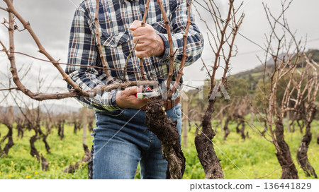 Farmer pruning the vine in winter. Agriculture. Farmer pruning the vine in winter. Agriculture. 136441829