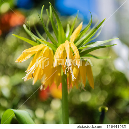 Fritillaria imperialis yellow flower. Flowering nature. Flowering crown imperial plant. Exotic flower. Natural flower plant. Bright blooming imperial fritillary flower in nature. Kurdish tulip 136441985