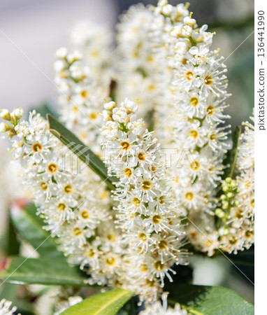 Flowering nature closeup. Macro of flowering cherry laurel plant. Exotic flower. Natural flower plant. Flora nature. Bright blooming laurel flower in nature. Prunus flower. Blooming flowers 136441990