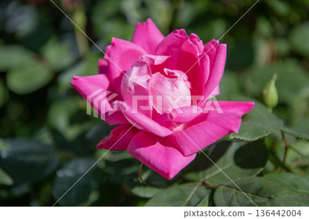Nature in spring. Flower of rose. Rose garden in summer. Rose bush. Beautiful fresh rose in nature. Pink roses bush in garden. Summer blooming flower. Soft flower petal. Aromatic flower 136442004