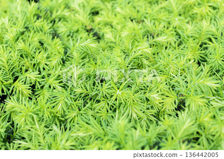 Coniferous evergreen plant of larch green color natural background in outdoor nature Coniferous evergreen plant of larch green color natural background in outdoor nature 136442005
