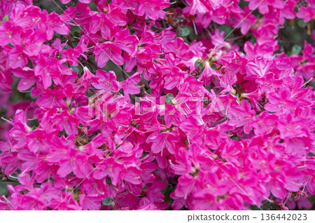 Rhododendron obtusum pink flower background. Nature floral background pink color. Flowering flower of rhododendron. Rhododendron in nature. Floral nature Rhododendron obtusum pink flower background. Nature floral background pink color. Flowering flower of rhododendron. Rhododendron in nature. Floral nature 136442023