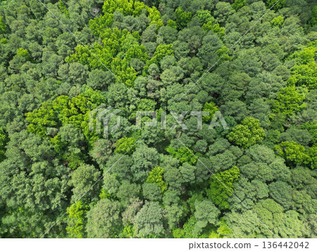 Aerial top view forest tree. Rainforest ecosystem and healthy environment. Background of green tree forest. Summer green tree in forest. Natural scenery of tropical green forest. Tropical rainforest 136442042