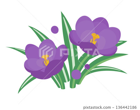 Cute crocus illustration material 136442186