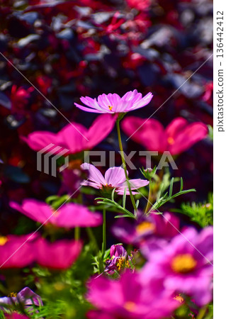 Close up of Garden Cosmos in the garden with sunlight. Pink and red garden cosmos flowers blooming Background. Nature and flower background. Flower and plant. Close up of Garden Cosmos in the garden with sunlight. Pink and red garden cosmos flowers blooming Background. Nature and flower background. Flower and plant. 136442412