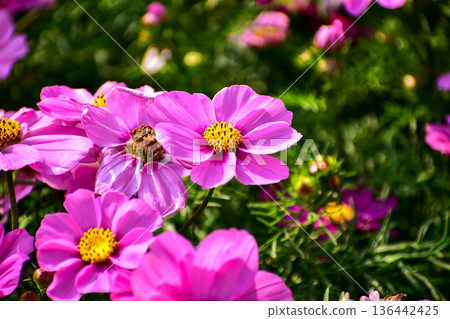 Close up of Garden Cosmos in the garden with sunlight. Pink and red garden cosmos flowers blooming Background. Nature and flower background. Flower and plant. 136442425