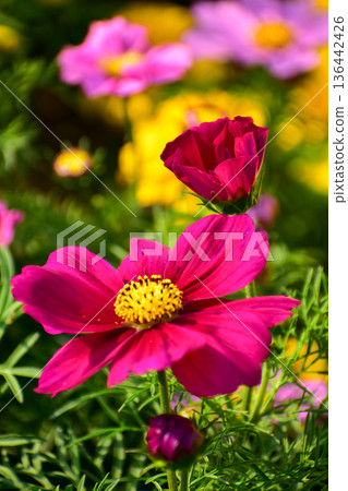Close up of Garden Cosmos in the garden with sunlight. Pink and red garden cosmos flowers blooming Background. Nature and flower background. Flower and plant. 136442426
