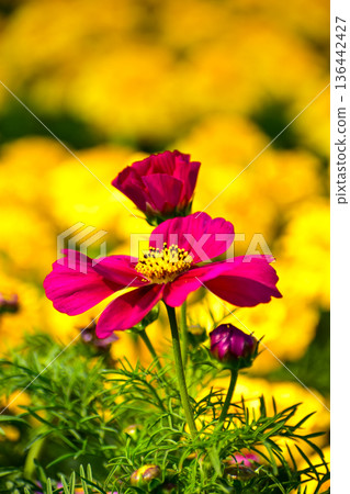 Close up of Garden Cosmos in the garden with sunlight. Pink and red garden cosmos flowers blooming Background. Nature and flower background. Flower and plant. 136442427