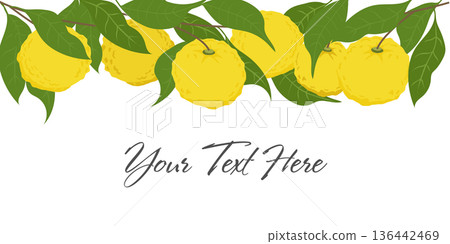 Hand drawn yuzu fruit header. Set of Yuzu fruits with name isolated on a white background Hand drawn yuzu fruit header. Set of Yuzu fruits with name isolated on a white background 136442469